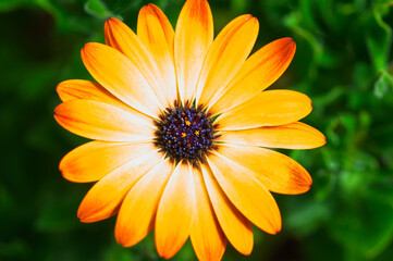 A vibrant serenity sunshine Osteospermum, also known as an African Daisy, is captured in a close-up shot