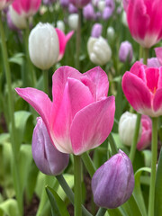 Close-up of multi colored tulips in field,