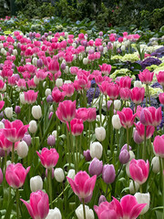 Close-up of multi colored tulips in field,