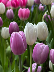 Close-up of multi colored tulips in field,