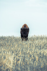 Buffalo in Custer State Park South Dakota