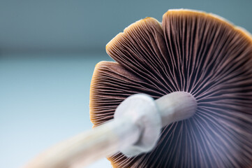 Psilocybe cubensis – Spotted cap with psilocybin blue tones, mushroom gills in focus