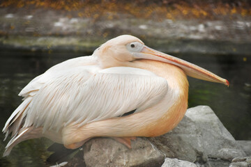 The Great White Pelican is a majestic waterbird with a massive wingspan, striking white plumage, and a spacious bill pouch—gliding gracefully over lakes and fishing with stunning precision.