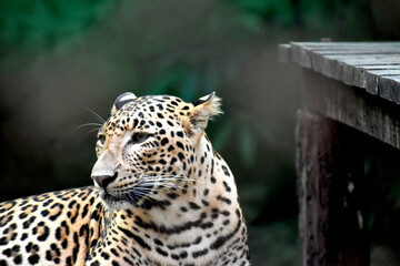 The leopard is a stealthy, powerful big cat with golden fur and rosette spots. Known for its grace,...