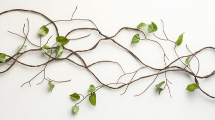 A decorative vine with brown branches and green leaves on a white background in a studio setting