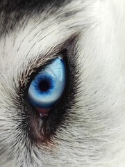 eye of the siberian husky