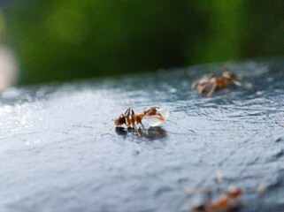 ant on the ground