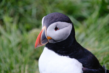 A vibrant puffin stands gracefully on the grassy cliffs of Iceland, capturing the essence of nature. Its unique features highlight the stunning wildlife found in this breathtaking location.