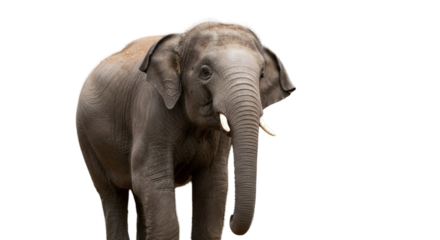 Gray elephant against a black background.