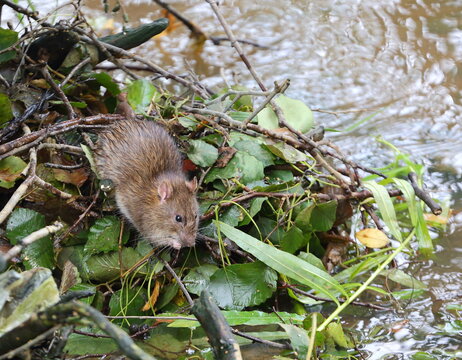 A wet wild rat is sitting on the shore near the water