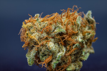 Dry blossom of medicinal marijuana flower with violet background and green leaf