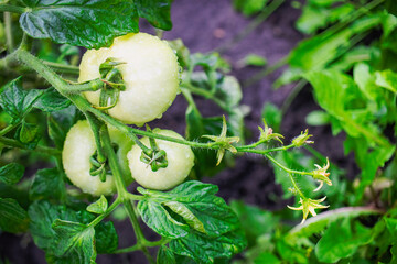 Growing green tomatoes on lush vines under bright morning dew in a home garden
