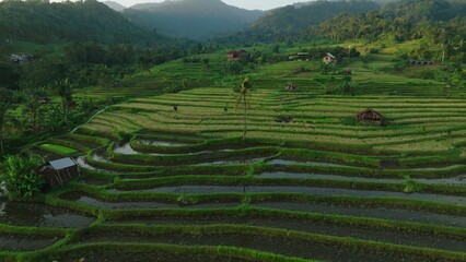 Panoramic View of Rice Terraces in Bali, Indonesia. Top aerial drone view of green rice fields.