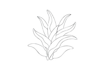 Simple Line Art Illustration of a Tropical Plant with Long Pointed Leaves on a White Background for Coloring
