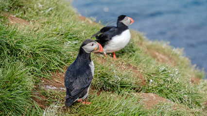 Two vibrant puffins stand on a cliff covered with green grass, overlooking the sparkling ocean in Bakkagerd, East Iceland, Puffins.