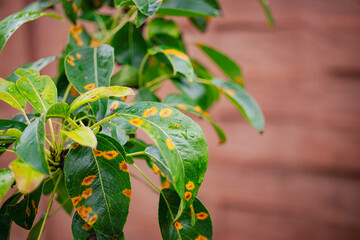 Vibrant green leaves exhibit signs of infection combined with rustic background providing a unique...
