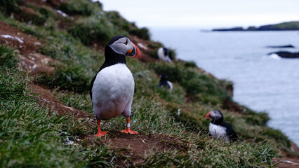 Puffins stand on the lush green cliffs overlooking the sea in Iceland. The serene coastal landscape showcases these charming birds during the soft light of twilight. Bakkagerd, East Iceland, Puffins.