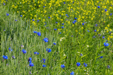 A vibrant field landscape combining green cereal ears, blue cornflowers, and yellow rapeseed...