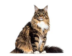 Norwegian Forest Cat with Long Fluffy Fur Isolated on White Background