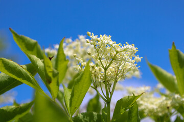A branch of flowering elderberry with small white blossoms and bright green leaves, set against a...