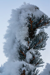 Snowflakes on the frozen fir tree