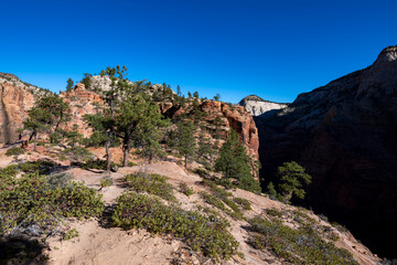 Fototapeta premium Zion National Park
