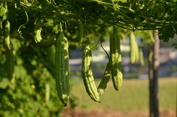 Momordica charantia in the garden