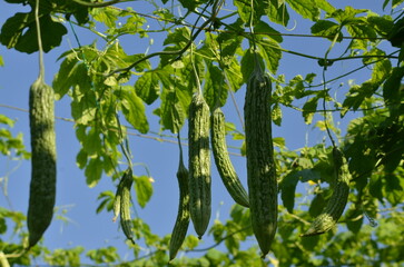 Momordica Charantia Vines On Blue Sky