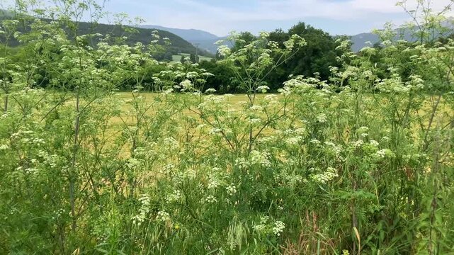 Hemlock plants (Conium maculatum), a toxic or poisonous and deadly species