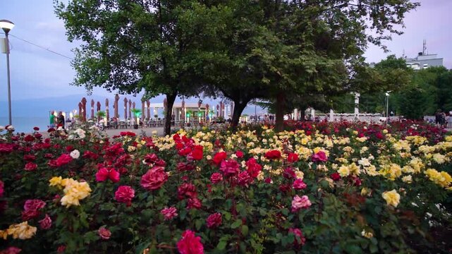 Colourful roses in Pogradec park in Albania right after sunset. - June 16. 2025