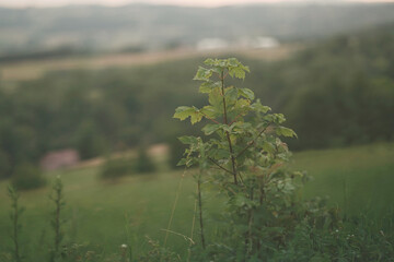a lush, green landscape with rolling hills, dense forests, and patches of cultivated land. The...