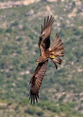 Black Kite in flight 