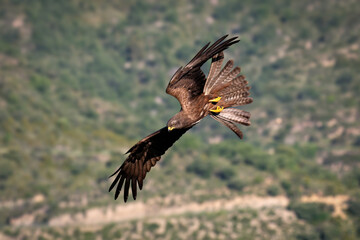 Black Kite in flight 