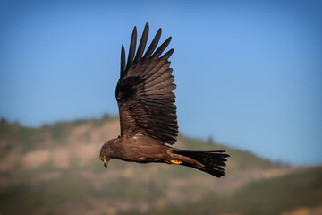 Black Kite in flight 
