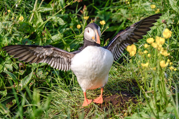 A colorful puffin proudly stretches its wings amidst a backdrop of verdant grass and blooming...