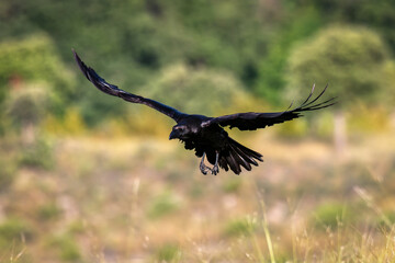 Raven in flight
