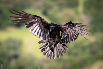 Raven Landing