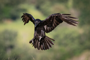 Raven Landing