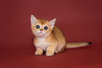 Small, beautiful red kitten with big eyes