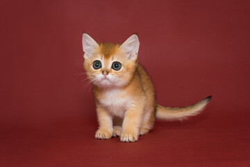 Small, beautiful red kitten with big eyes