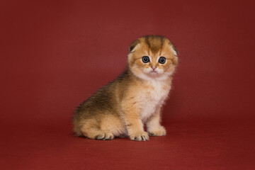 Small Scottish fold  kitten, side view