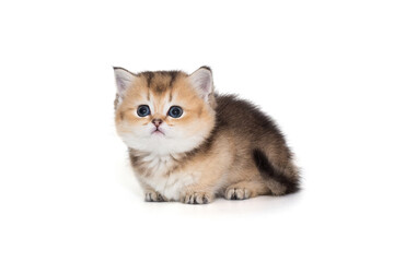 Small, kind kitten on short legs, looking up