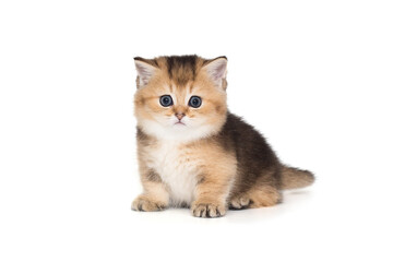 Small Scottish kitten with short paws