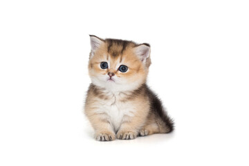 Small Scottish kitten with short paws