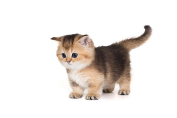 Small Scottish kitten stands sideways