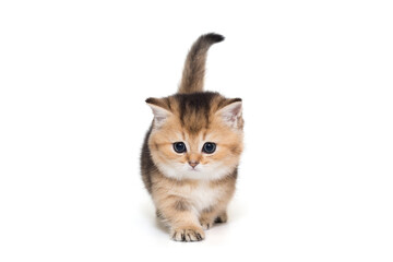 Small Scottish kitten walks forward