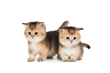 Two little kittens brothers together