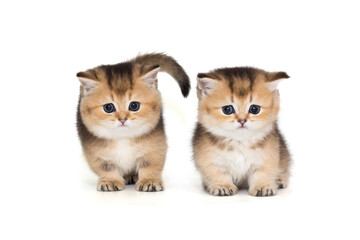 Two small Scottish breed kittens together