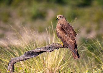 Juvenile Black Kite 