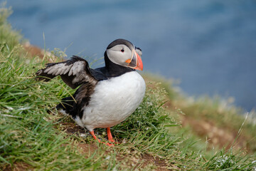 A colorful puffin with orange beak and feet stands on lush green grass, stretching its wings beside...